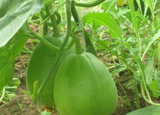 青縣司馬莊綠豪農業專業合作社